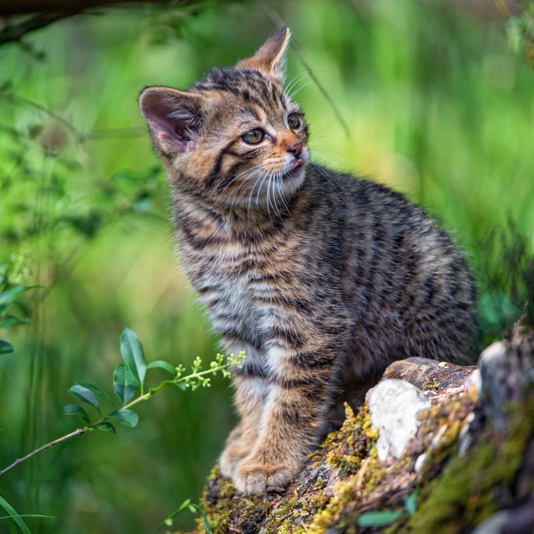 Лесная кошка. Лесной кот котята. Лесная кошка котенок. Амурский лесной кот. Кот лесного окраса.