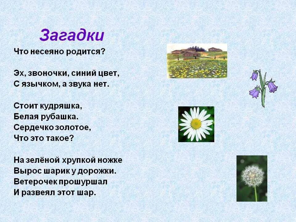 Загадки окружающий мир 1 класс. Загадки про растения. Загадки на тему растения. Загадки про цветы. Загадки на тему цветы.