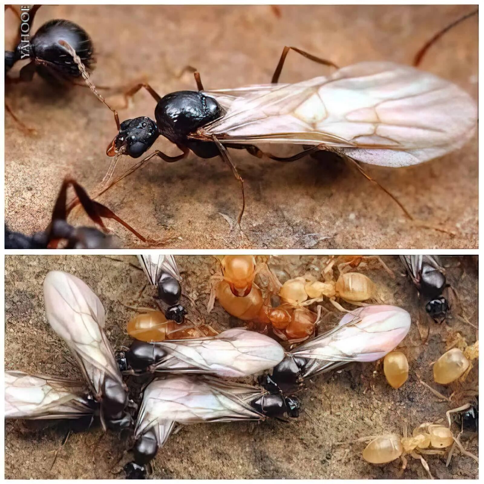 Летающие муравьи в доме. Муравьи Крылатки. Летающие муравьи. Муравьи с крыльями. Муравьиная матка с крыльями.