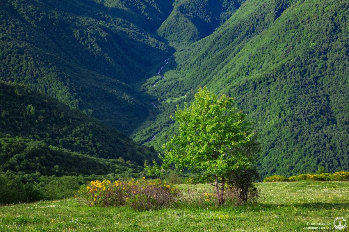 дендрологический сад тимирязевской академии. сосновый бор хакасия. бондаревский бор памятник природы. государственная инвентаризация лесов.