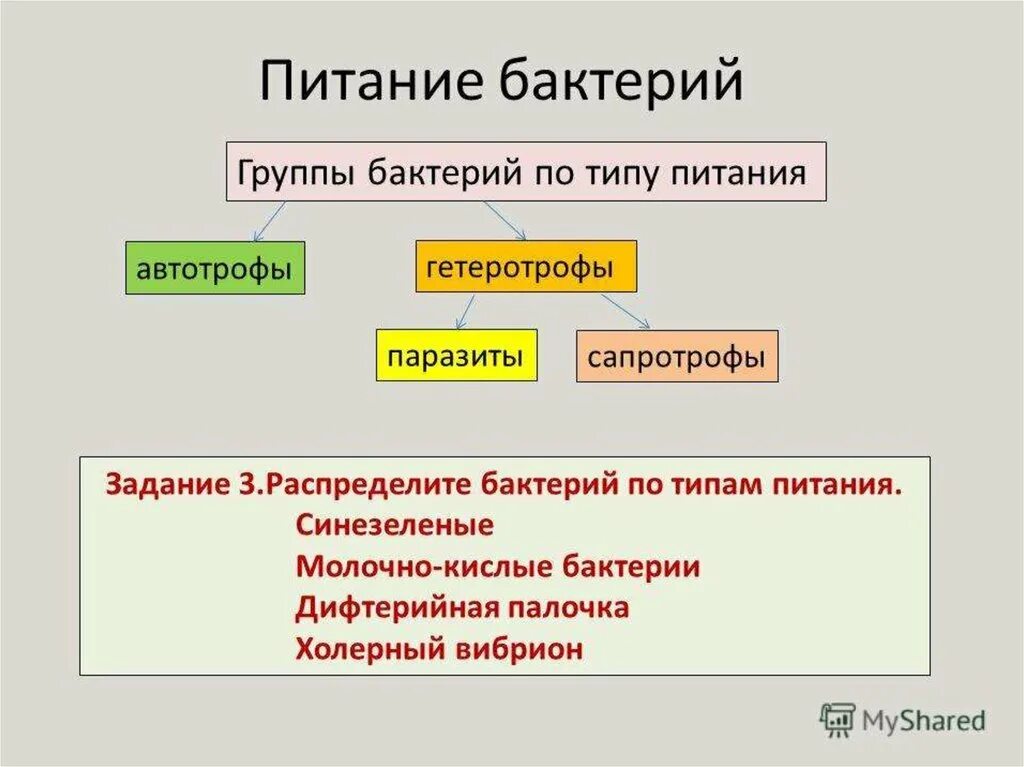 Группы бактерий. Питание бактерий группы. Типы питания бактерий. Группы бактерий по типу питания. 6 групп бактерий