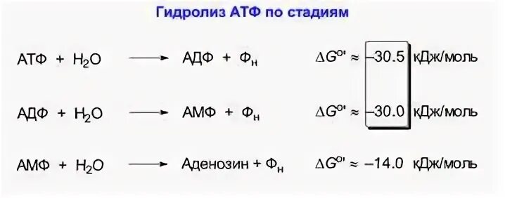 Схему гидролитического расщепления АТФ В организме. Схема гидролиза АТФ. Гидролиз АТФ реакция. Уравнение реакции гидролиза АТФ. Реакция расщепления атф