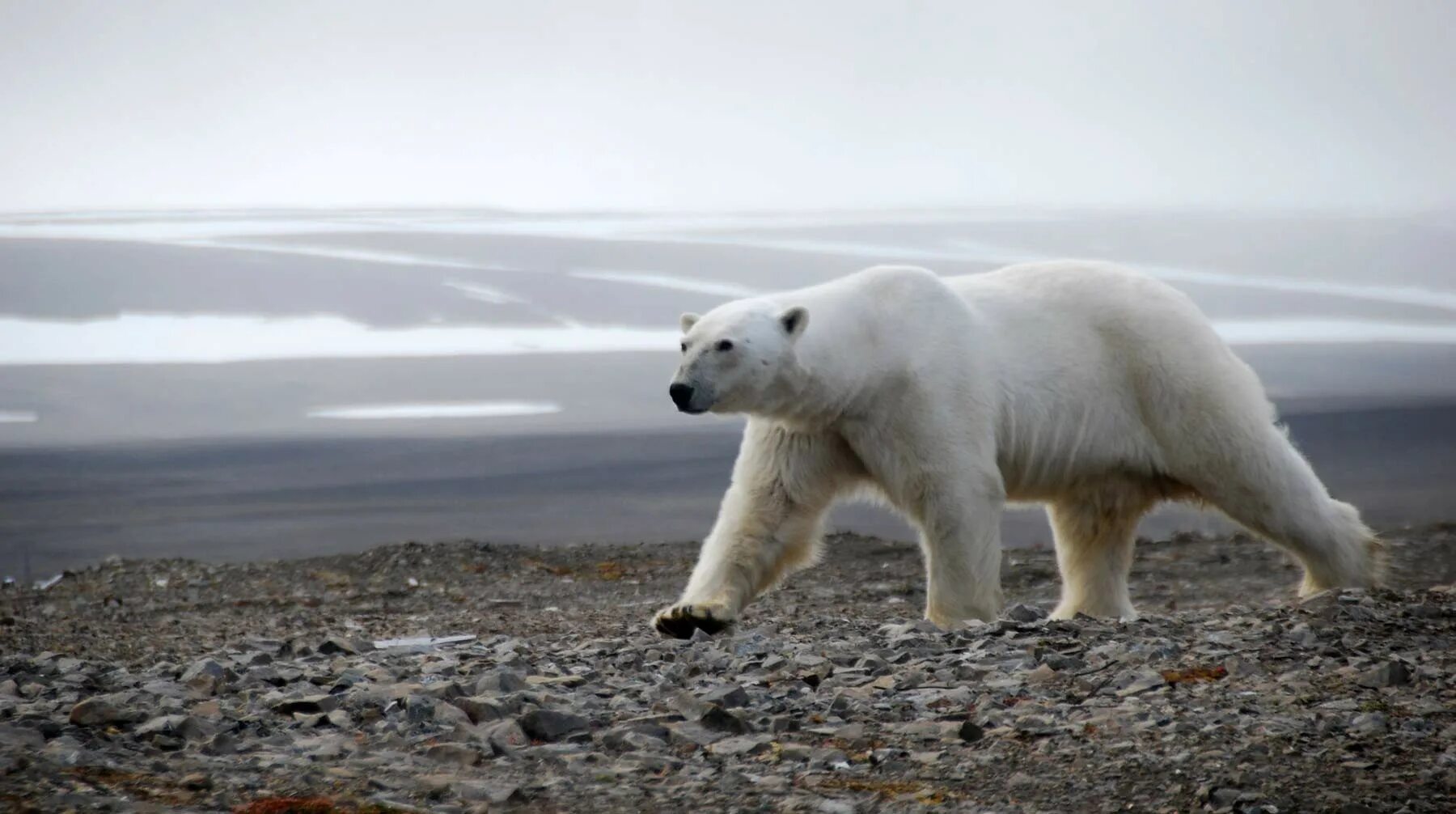 На следующей странице представлены фотографии белого медведя. Белый медведь ВВФ. Белый медведь WWF. Белый медведь хозяин Арктики. Белый медведь в арктической пустыне.
