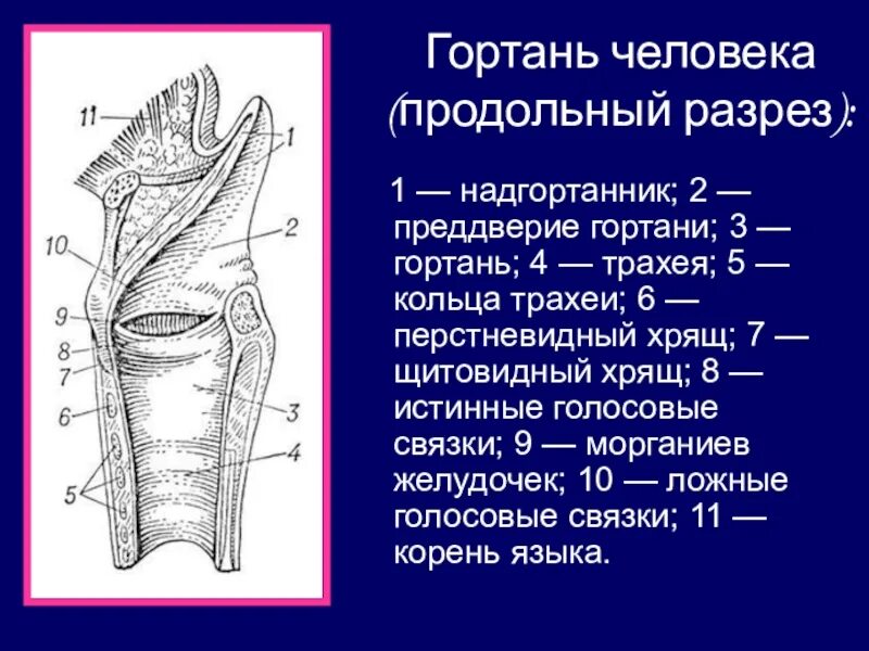 На рисунке изображено строение гортани выберите две. Строение гортани Сагиттальный разрез. Гортань в продольном разрезе. Полость гортани в разрезе. Полость гортани фронтальный разрез.