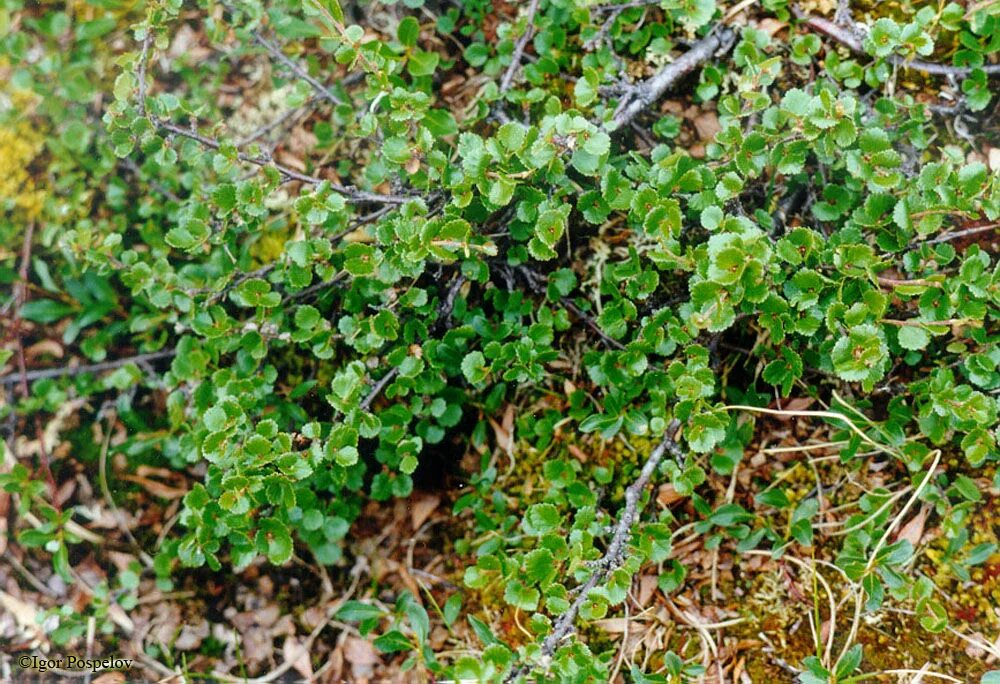 В какой зоне обитает карликовая береза. Береза карликовая Betula Nana. Карликовая берёза в тундре. Карликовая Березка. Карликовые берёзы (Ёрник.