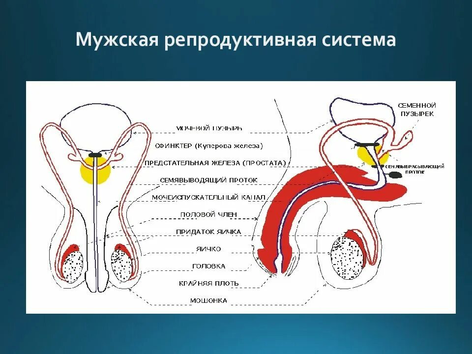 Анатомия репродуктивной системы мужчины. Репродуктивная система мужчины схема. Строение репродуктивной системы женщины и мужчины. Функции мужской репродуктивной системы анатомия.