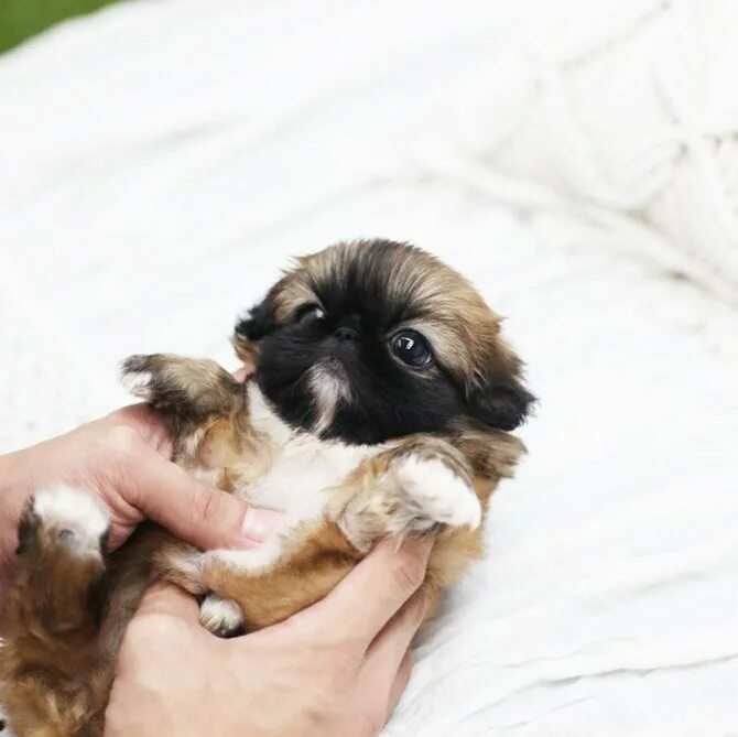 Мини пекинес фото щенки Instagram post by Leo the Peke * Sep 15, 2016 at 4:30pm UTC Pekingese dogs, Cute