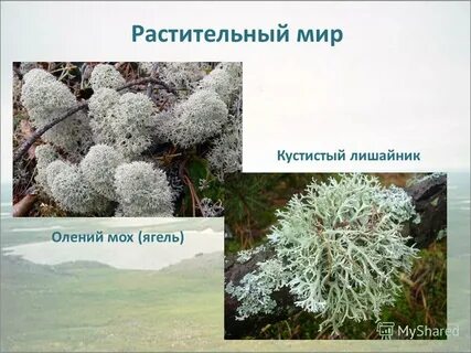 Олений мох это автотрофы