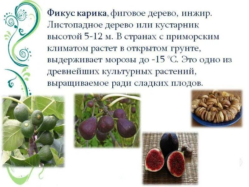 Инжир род каких деревьев. Инжир сообщение окружающий мир 4 класс. инжир. сообщение о инжире. инжир доклад.