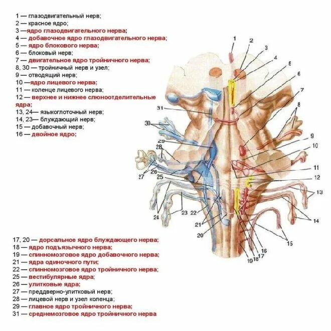 Ядра нервов в головном мозге. 12 Пар черепно мозговых нервов ядра ядра. Ядра черепных нервов нервов продолговатого. Ядра продолговатого мозга и ядра черепных нервов. Расположение ядер черепно-мозговых нервов в стволе мозга.