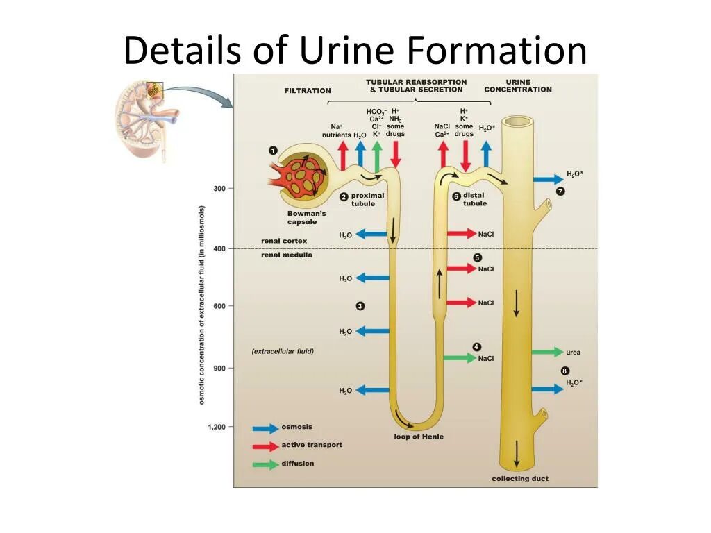 Urine formation. Composition of urine. Secretion of urine. Who produce most concentrated urine.