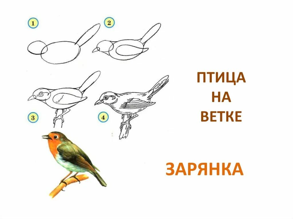 Рисование птиц. Птица рисунок. Поэтапное рисование птиц. Птицы изо 1 класс. Рисуем птицу поэтапно презентация 2 класс