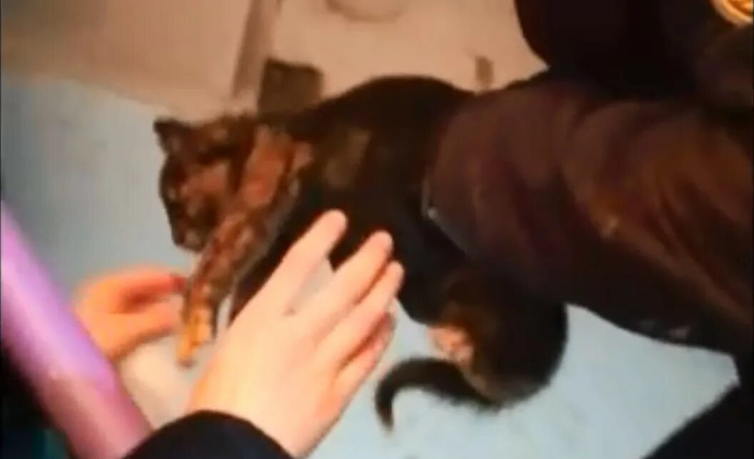 Как вытащить кота