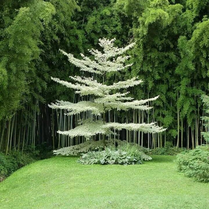 There is big tree in garden