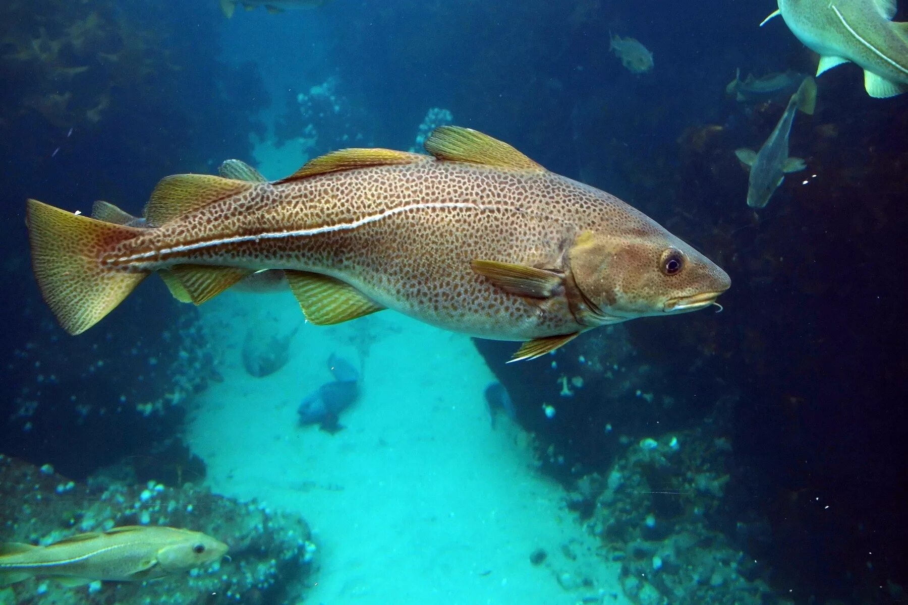 Live more fish. Тихоокеанская треска. Атлантическая треска тресковые. Атлантическая треска (gadus morhua). Рыбы семейства тресковых Балтийского моря.