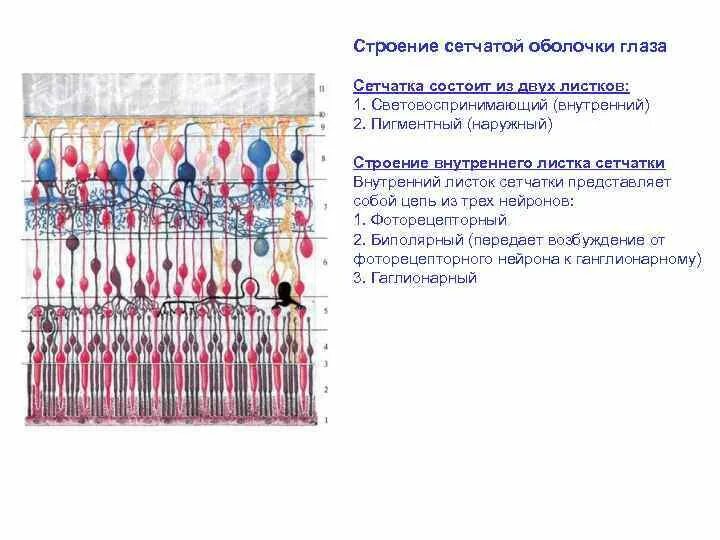 Строение сетчатой оболочки. Сетчатка глаза состоит из. Сетчатая оболочка глаза состоит из. Сетчатка внутренняя оболочка глаза состоящая из.