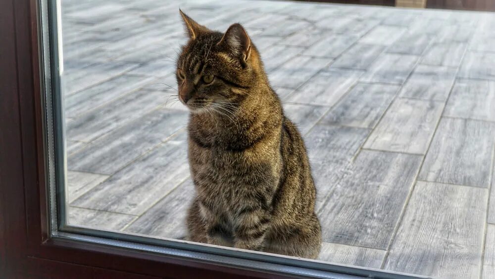 Кошка после стерилизации. Бездомный котенок в руках. Кот в мороз гуляет. Кошка мяукает просится на улицу. Выход на улицу коту.