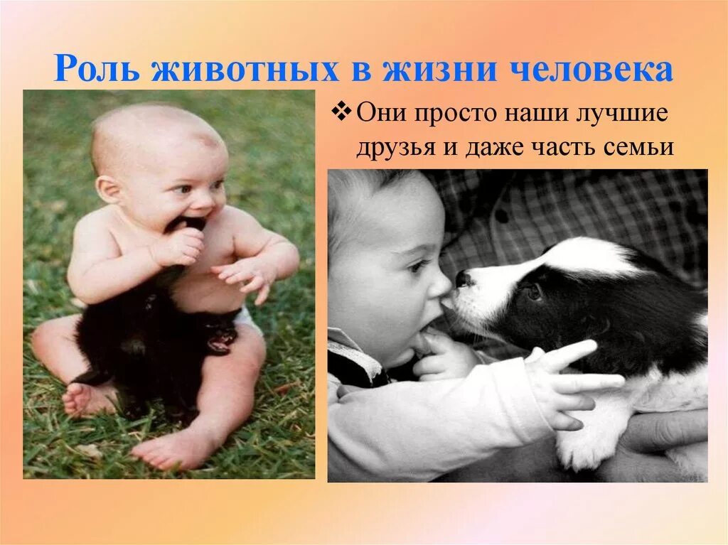 Сообщение на тему человек и животное