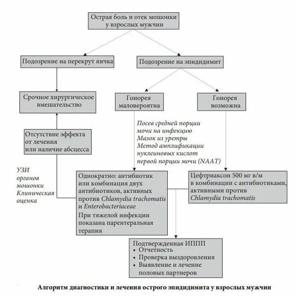 Эпидидимит схема лечения. Эпидидимит антибактериальная терапия. Схема лечения эпидимита. Схема лечения эпидидимита у мужчин.