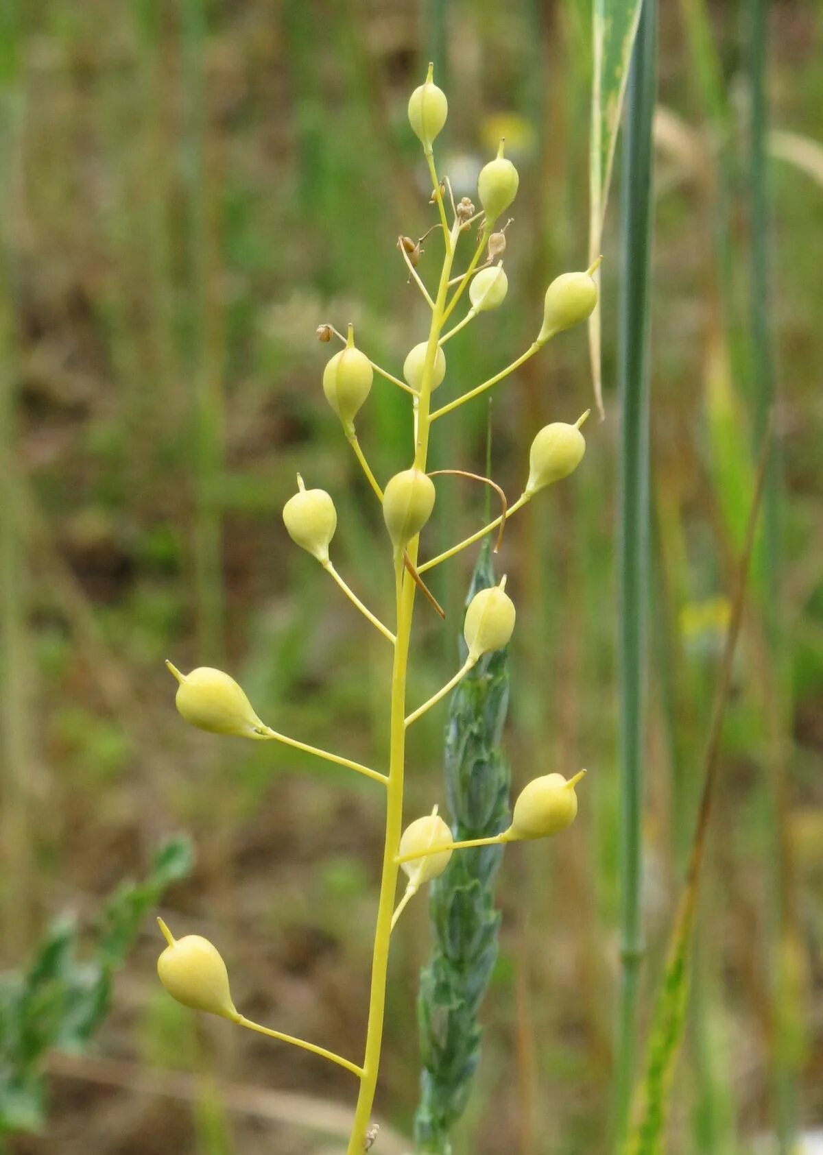 Рыжик посевной. Camelina microcarpa. Трава Рыжик посевной. Camelina Рыжик. Цветок рыжик