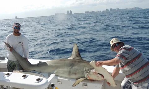Shark fishing