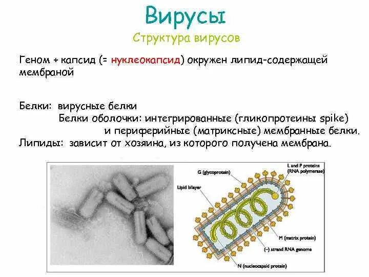 Белковый капсид. Капсид и нуклеокапсид. Белковый капсид вируса. Состав вируса. Строение вируса капсид и нуклеокапсид.