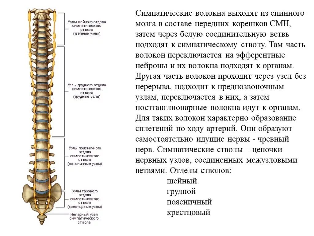 Нервные узлы и нервные стволы. Узлы шейного отдела симпатического ствола. Узлы грудного отдела симпатического ствола. Паравертебральные узлы симпатического ствола. Ветви узлов шейного отдела симпатического ствола.