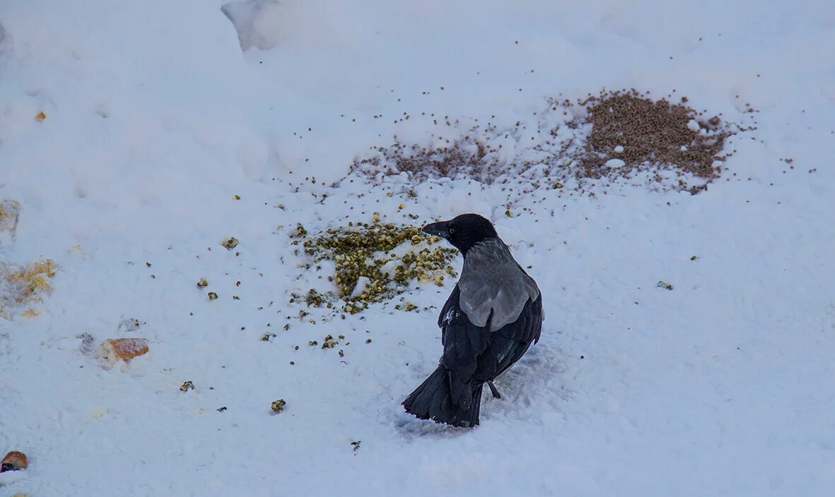 Где зимой вороны. Зимующие вороны. Кормушка для вороны. Кормушка для сорок и ворон. Ворона зимой.