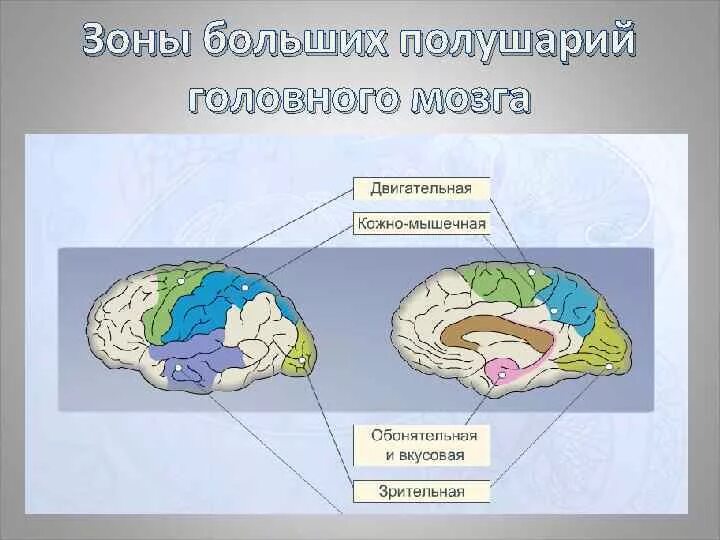 Зоны больших полушарий. Зоны больших полушарий головного мозга. Зоны головного мозга биология 8 класс. Функции большого полушария переднего мозга.