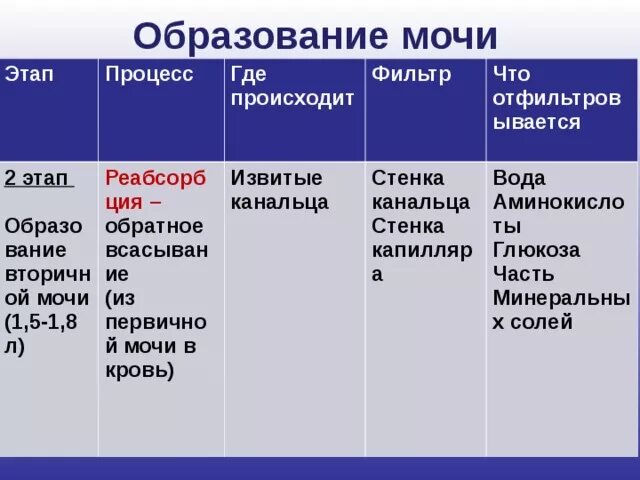 Сколько образуется вторичной мочи. 2 Фаза - образование вторичной мочи.. Образование первичной мочи и вторичной мочи таблица. Процесс образования мочи этапы. Первичная вторичная моча образование этапы.