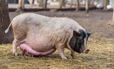 Pig am