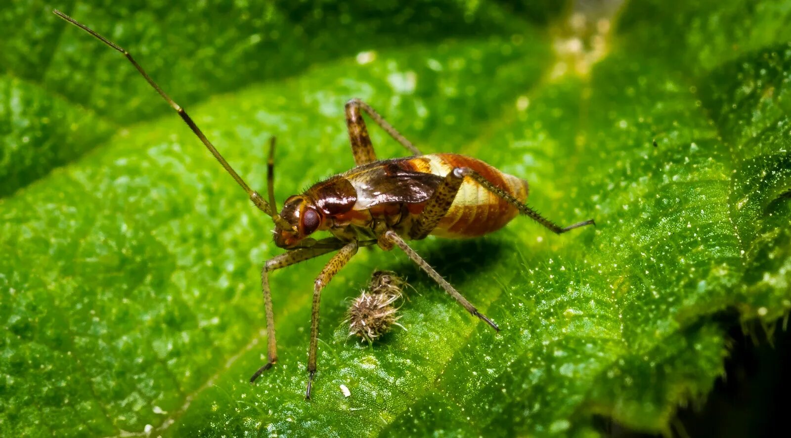 У жука 6 лапок. Июньский летающий клоп. Жук Ergates spiculatus. Насекомые домашние Рязанского края. Дикая букашка дома.