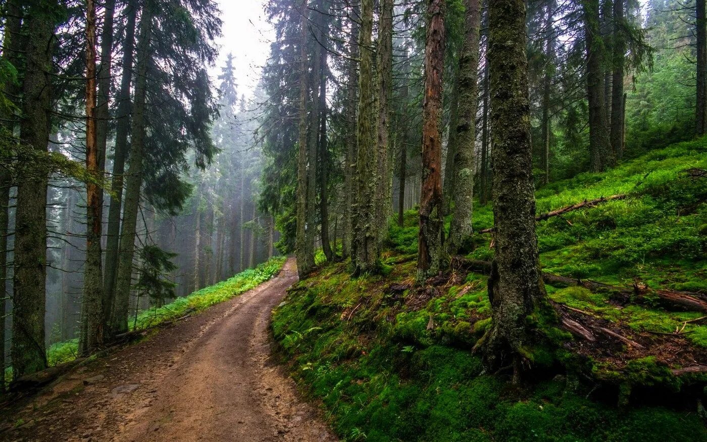 Окажешься в лесу