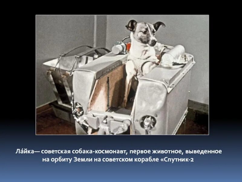 Первое животное космонавт. Собака лайка на спутнике 2. Лайка первый космонавт. Собака лайка 1957. Первая собака в космосе лайка.