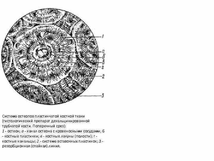 Трубчатая костная ткань. Остеон гистология поперечный срез костной ткани. Пластинчатая костная ткань Остеон гистология. Пластинчатая костная ткань, Остеон препарат гистология. Пластинчатая костная ткань продольный срез строение.