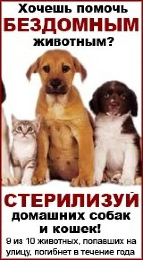 Хочу помочь россии. Стерилизация бездомных животных. Плакаты о стерилизации животных. Бездомные животные стерилизация. Листовки о стерилизации животных.