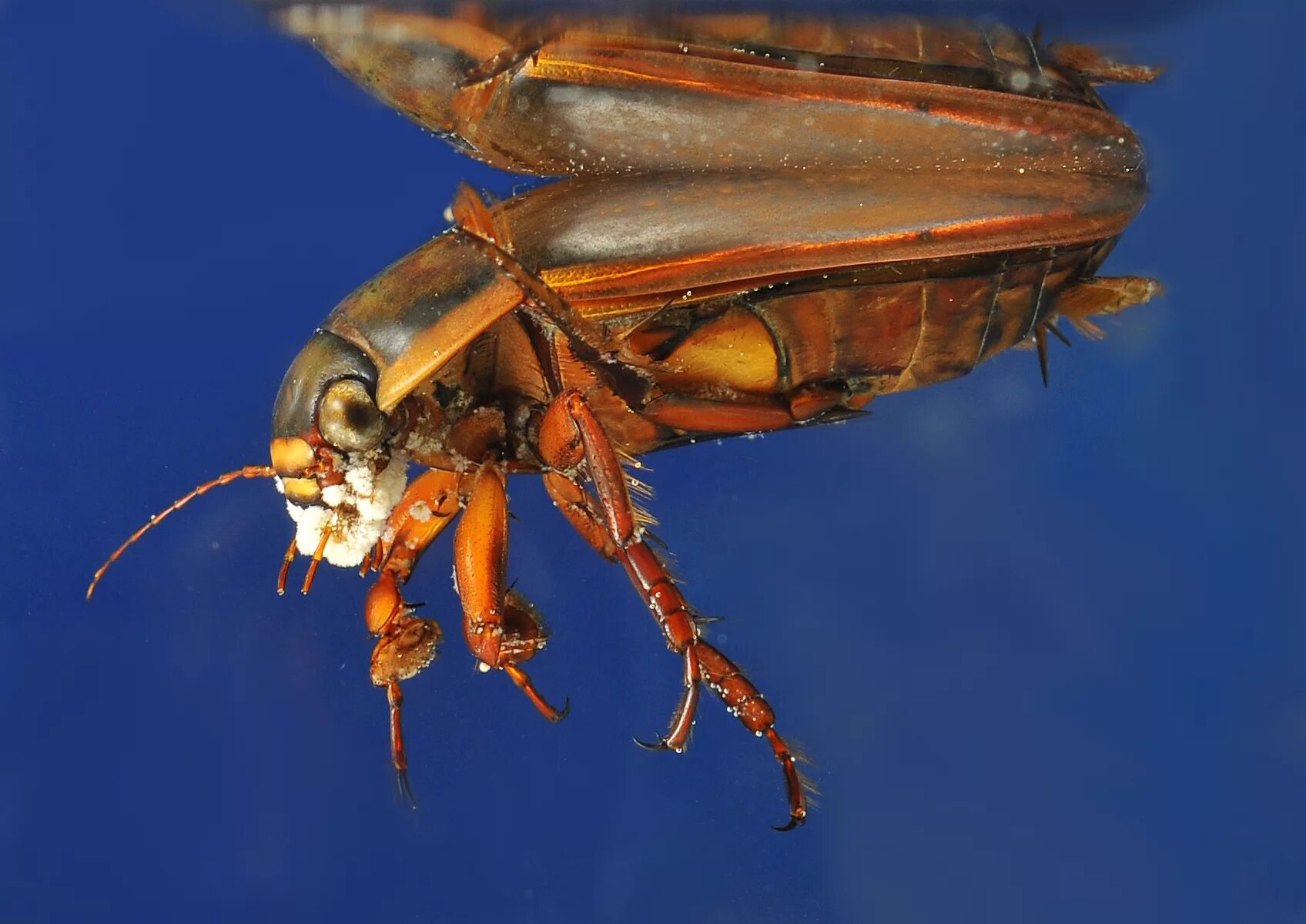 Жук-плавунец окаймленный. Личинка Dytiscus dimidiatus. Жук-плавунец (Dytiscus marginatus). Личинка жука плавунца.