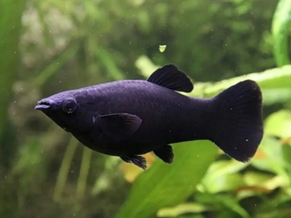Аквариумная рыбка Моллинезия черная. Рыбка Моллинезия черная. Чёрная Молли (Моллинезия). Моллинезия черная. Аква черный