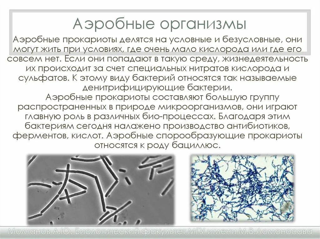 Аэробные и анаэробные бактерии. Микроорганизмы анаэробы. Аэробы примеры микроорганизмов. Аэробные бактерии. Этапы анаэробных организмов