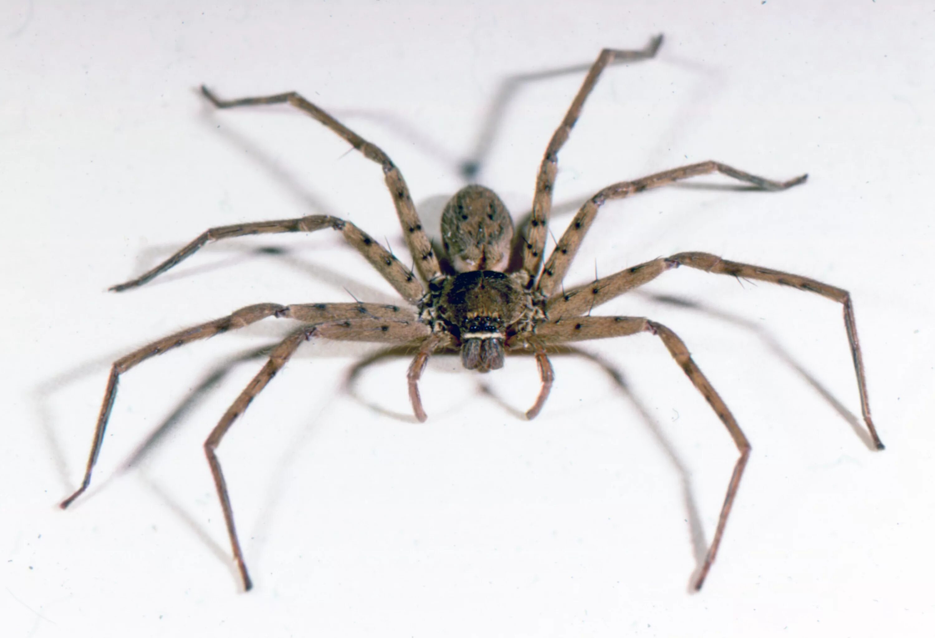 Nyf spiders