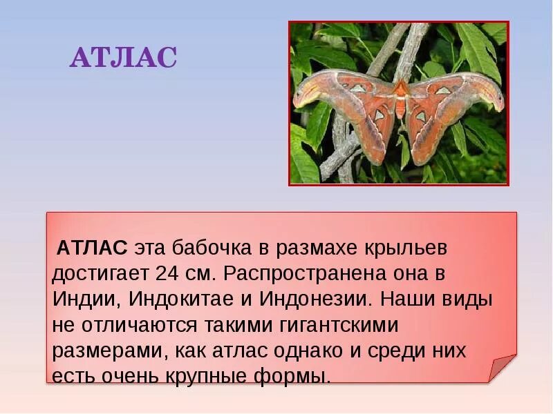 Рассказ о бабочках 2 класс. Презентация на тему бабочки. Доклад про бабочку. Презентация про бабочек 2 класс. Бабочки для презентации.