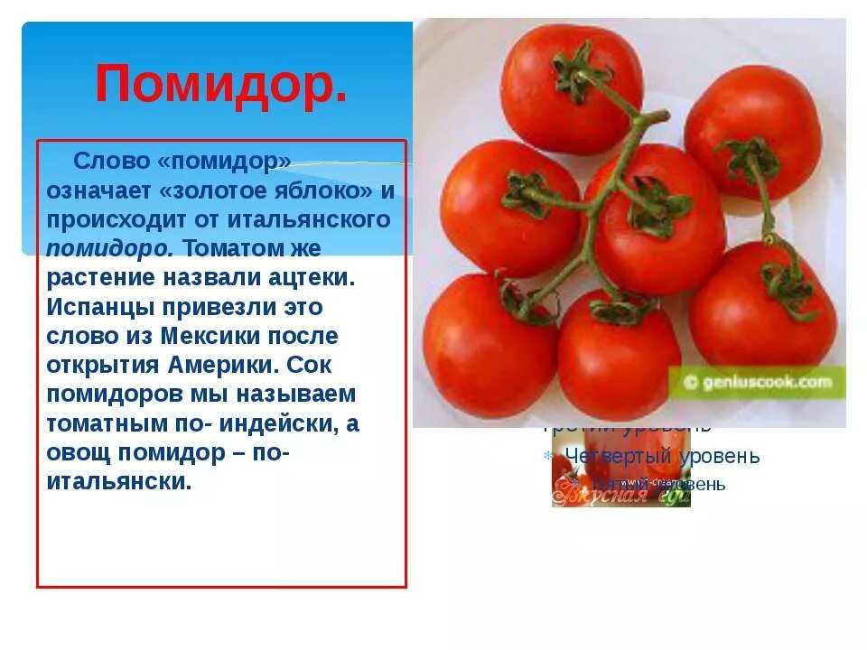 Помидор имя прилагательное подобрать. О помидорах кратко. Помидор для презентации. Сообщение о помидоре.