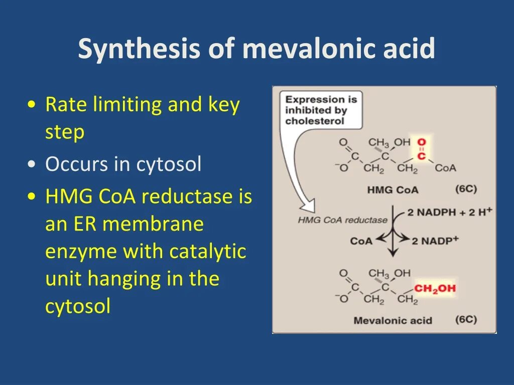 Synthesis. Mevalonic acid. cholesterol synthesis. hmg-coa reductase. hmg кислота.