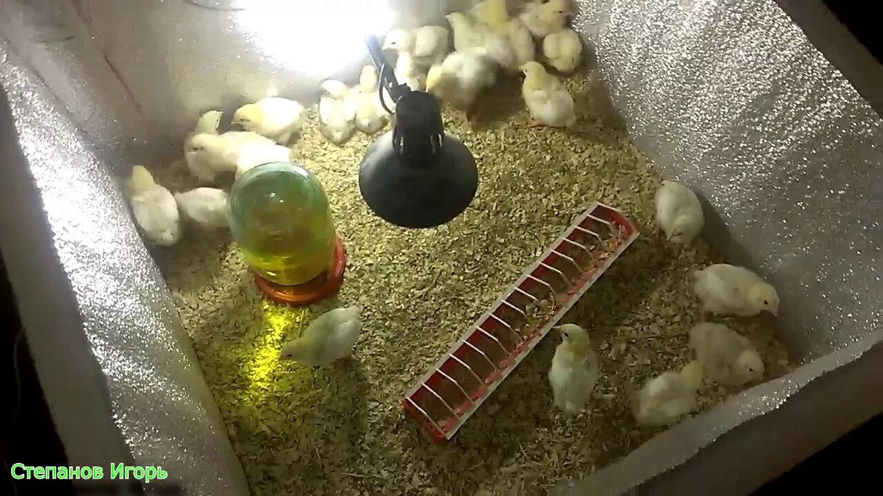 Выращивание цыплят в домашних условиях для начинающих. Клетки для суточных цыплят. Ящик для суточных цыплят. Коробка для суточных цыплят. Ясли для цыплят своими руками.