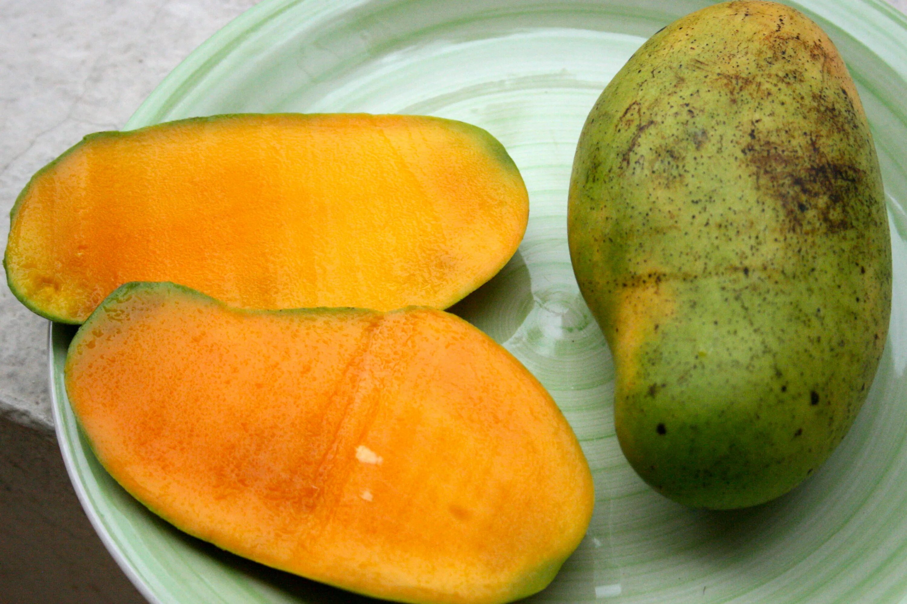 Grafted Mango kent ( manglifera ) tropical Live Fruit Tree 3'-4' feet eBay