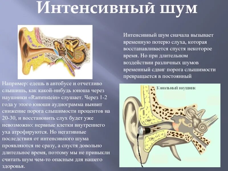 Орган слуха и шум. Влияние шума на слух человека. Буклет влияние шума на здоровье. Долговременное воздействие шума на слух. Временная потеря слуха.