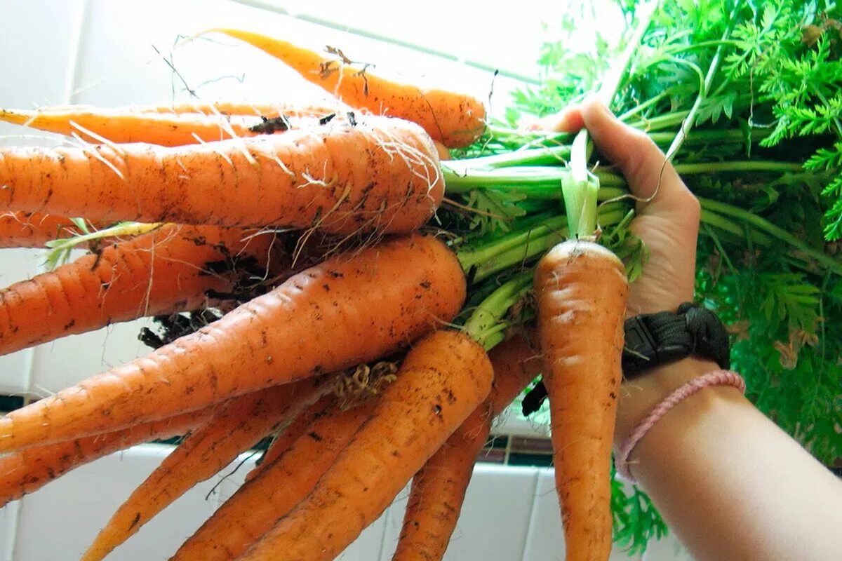 Масса выращенной моркови в 3 раза. Морковь. Урожай моркови. Крупная морковь. Хороший урожай моркови.