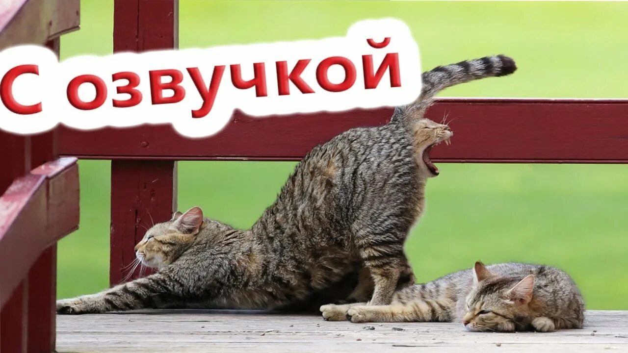 Коты с озвучкой. Смешные котики с озвучкой. Приколы с котами с озвучкой кот Мурзик. С озвучкой коты Domi show. Озвучить кошку