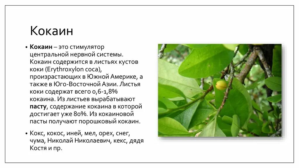 Как выглядит растение кокаина File:Flickr João de Deus Medeiros Erythroxylum citrifolium (2).jpg Wikimed