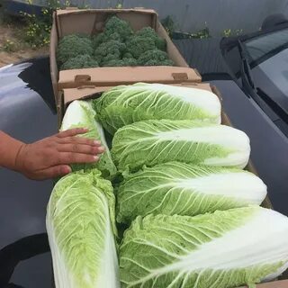 Пекинская капуста формирование кочана